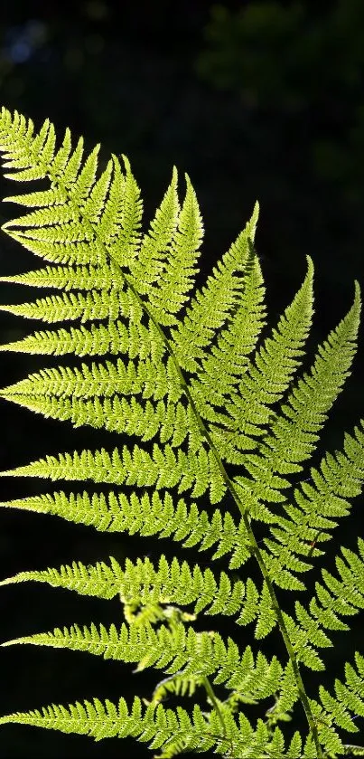 Close-up of a vibrant green fern leaf against a dark background.