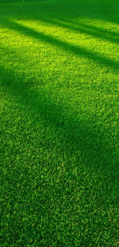 Vibrant green grass mobile wallpaper.