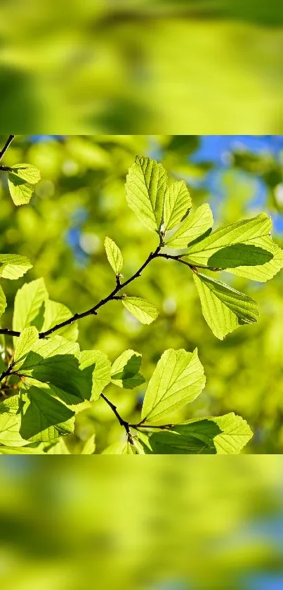 Bright green leaves with sunlight on a mobile wallpaper.