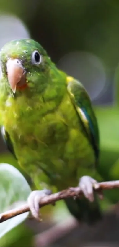 A bright green parrot perched on a branch with lush background.