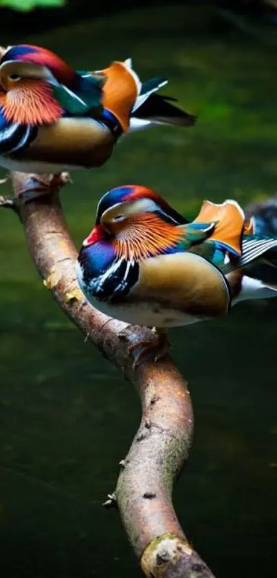 Colorful Mandarin ducks on a branch in nature.