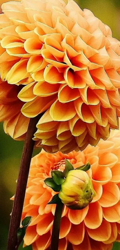 Orange dahlias in full bloom, showcasing vibrant color and floral beauty.