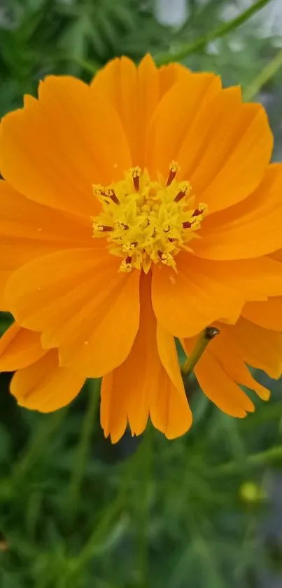 A vivid orange flower with green background for mobile wallpaper.