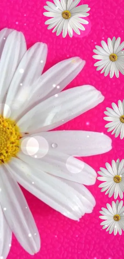 Pink background with white daisies and sparkling highlights.