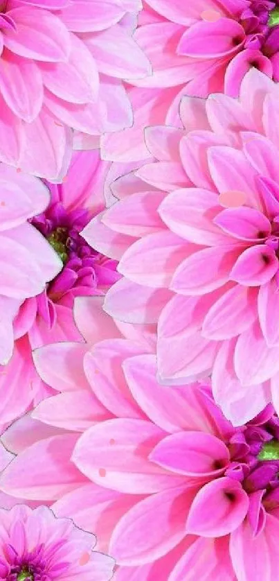 Vibrant pink floral mobile wallpaper with blooming flowers.