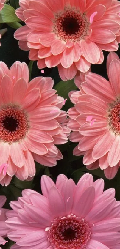 Pink gerbera daisies in vibrant bloom, perfect for mobile wallpaper.