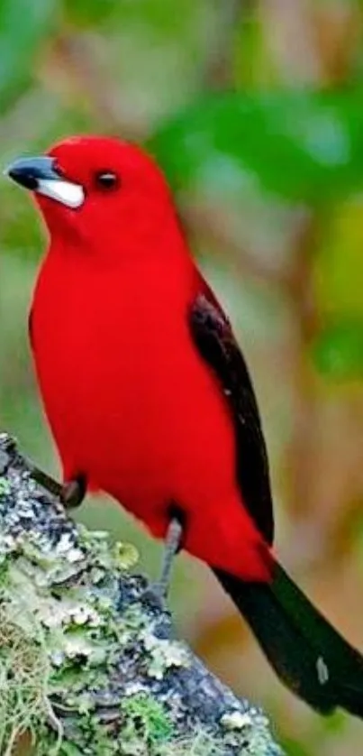 Red bird perched on branch, vibrant nature wallpaper.