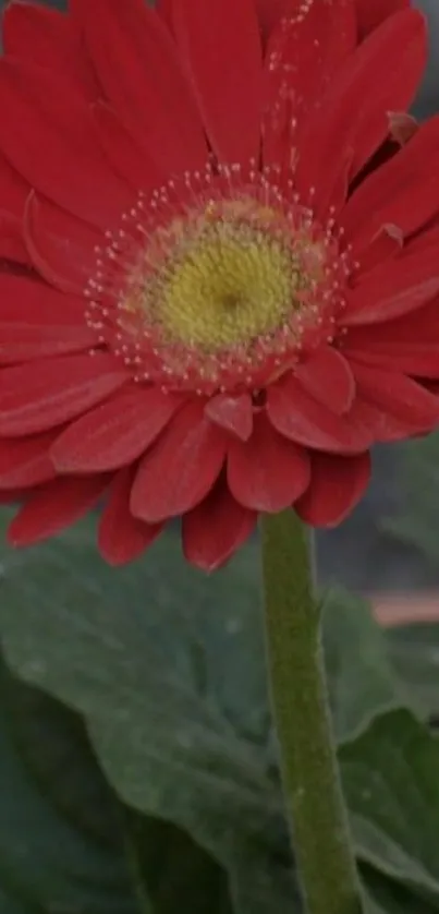 Vibrant red flower with green leaves.