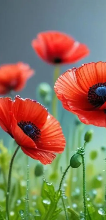 Close-up of vibrant red poppy flowers with dew.