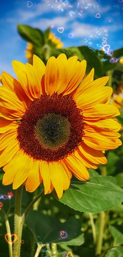 Bright sunflower in a field with blue sky, showcasing nature's vibrant beauty.