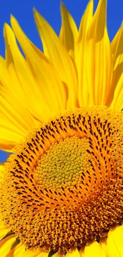 Bright yellow sunflower with blue sky background.
