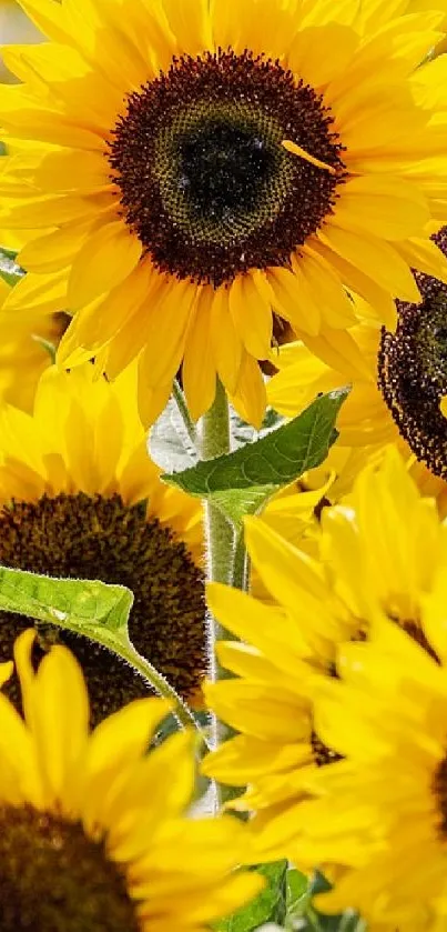 Vibrant sunflower mobile wallpaper with bright petals and green leaves.