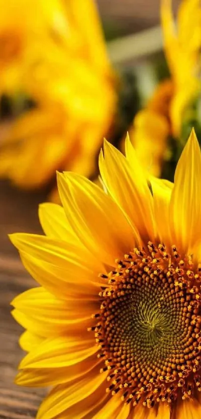 Close-up image of a bright sunflower with yellow petals.