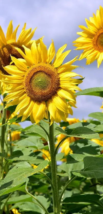 Mobile wallpaper of vibrant sunflowers under a bright blue sky.