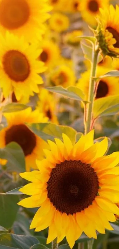 Vibrant field of sunflowers in the sunshine.