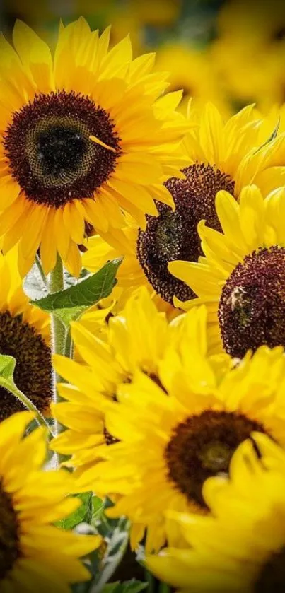 Vibrant sunflower field mobile wallpaper with bright yellow blooms.