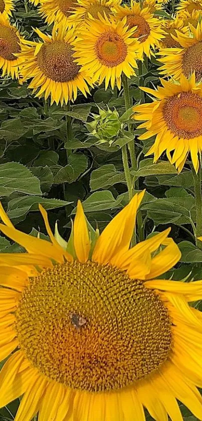 Sunflower field with vibrant yellow petals and lush green leaves.