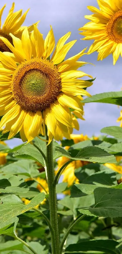 Vibrant sunflowers under a blue sky.