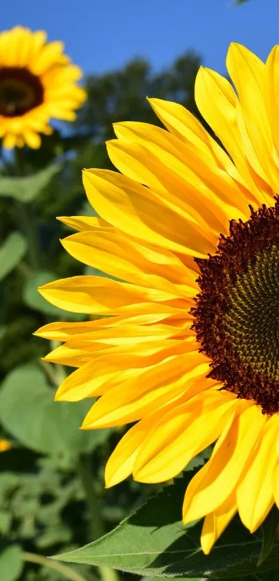 Closeup of a vibrant sunflower in a sunny field.