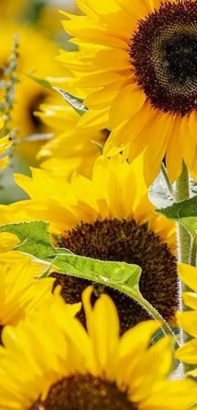 Vibrant sunflowers in bloom, showcasing a bright yellow hue.