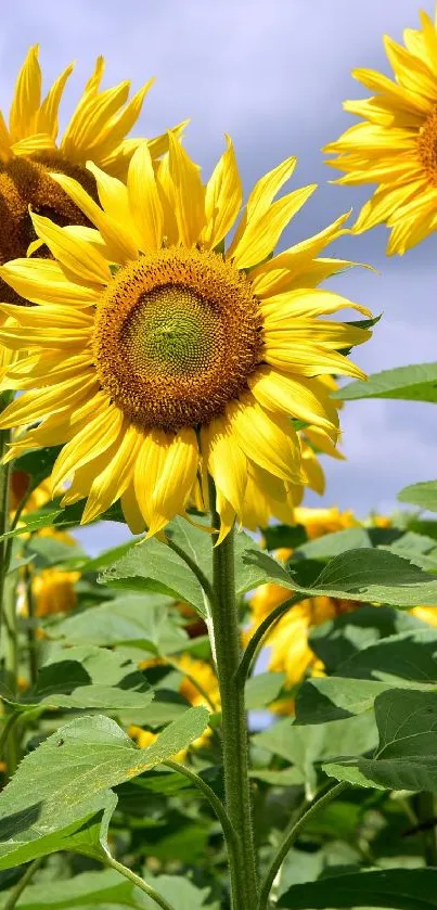 Sunny sunflower field with bright yellow blooms under a clear sky.