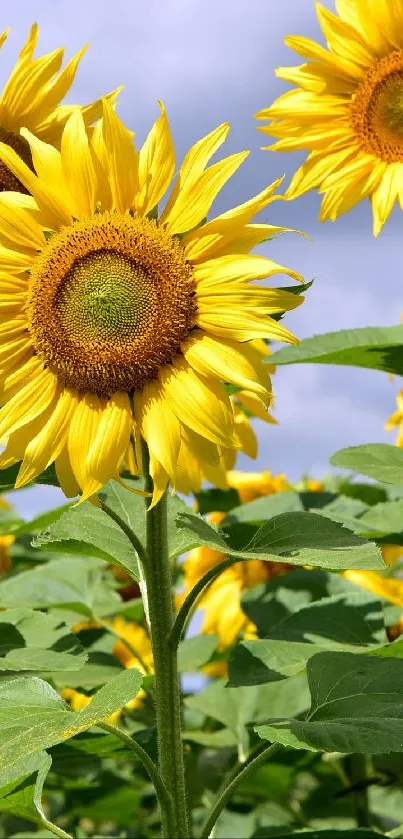 Mobile wallpaper with bright sunflowers against a clear sky.