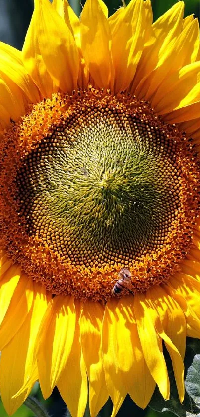 Bright sunflower with green leaves on a sunny day.