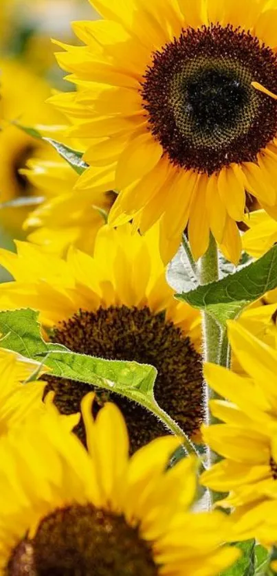 Vibrant sunflower wallpaper with yellow petals and green leaves.