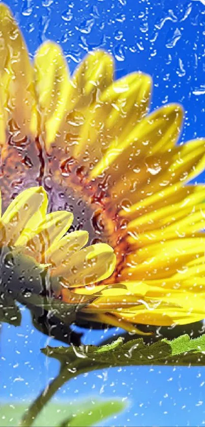 Bright sunflower with green leaves under a clear blue sky.