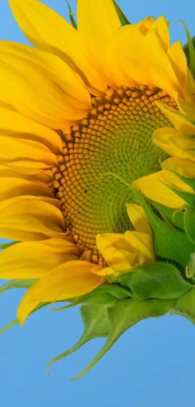 Close-up of a vibrant yellow sunflower on a blue background.