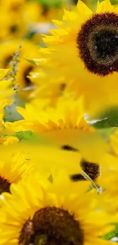 Vivid sunflower wallpaper with yellow petals.