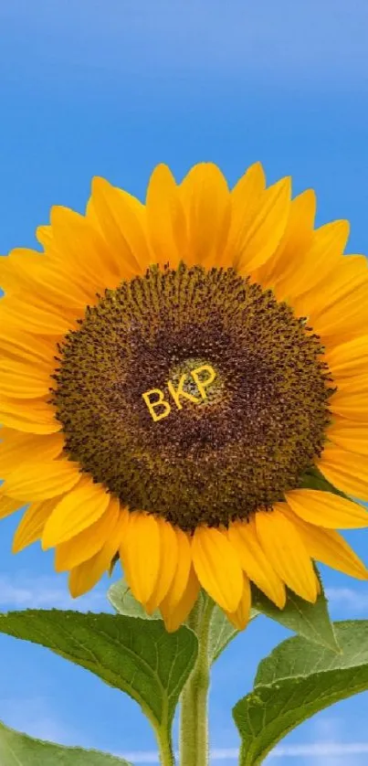 Yellow sunflower with blue sky background on mobile wallpaper.