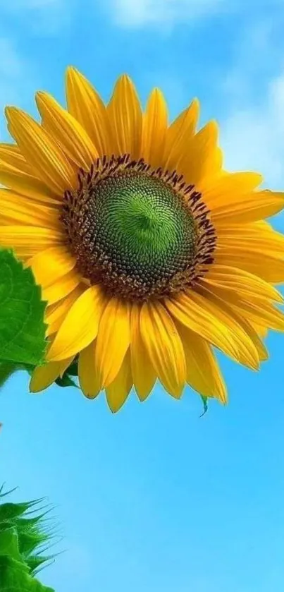 Bright sunflower against clear blue sky wallpaper.