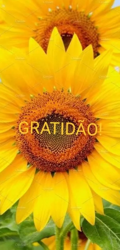 Bright sunflower with 'GRATIDAO' text overlay against a blue sky.