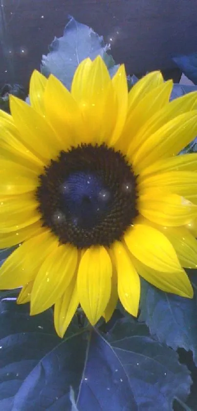 Vibrant yellow sunflower with green leaves.