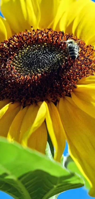 Close-up of a sunflower with a bee on it against a clear blue sky.
