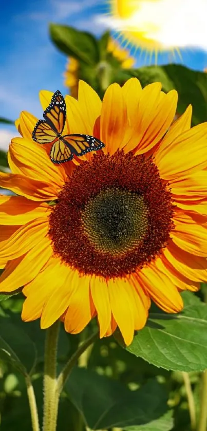 Vibrant sunflower with butterfly in sunlight, perfect for a nature-themed wallpaper.
