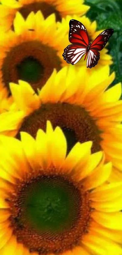 Yellow sunflowers with a red butterfly on green background.