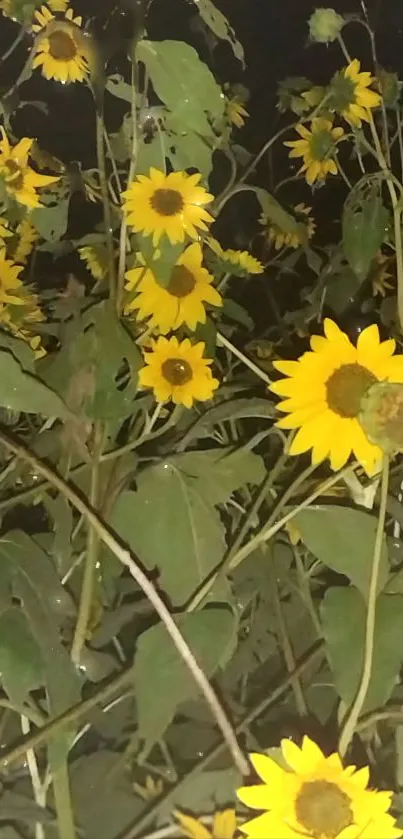 Bright sunflowers against a night sky, creating a vivid and contrasting mobile wallpaper.