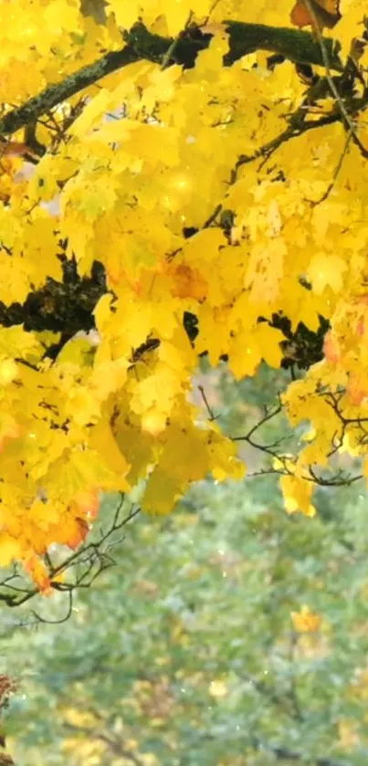 Bright yellow autumn leaves on branches in nature scene.