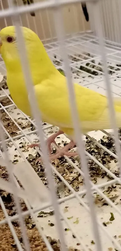 Bright yellow bird inside a cage on display.