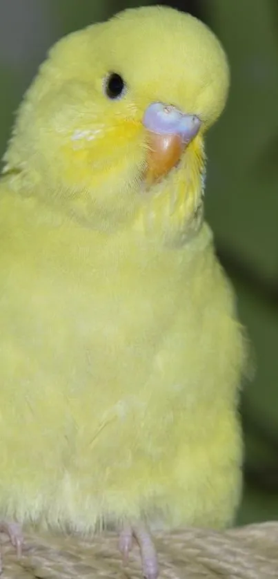 Bright yellow budgie perched on a surface, showing vivid feathers.