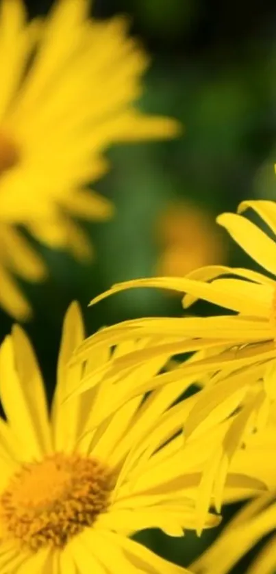 Vibrant yellow daisies in full bloom, creating a lively and sunny mobile wallpaper.