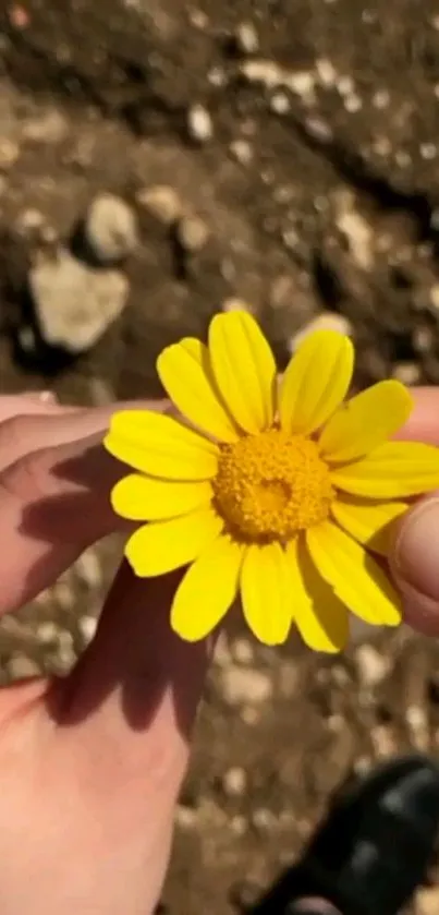 Hands holding a bright yellow daisy on a natural background.