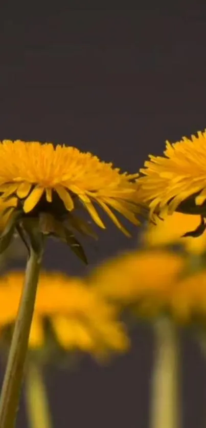 Close-up of vibrant yellow dandelions against a dark background, ideal for nature-themed phones.