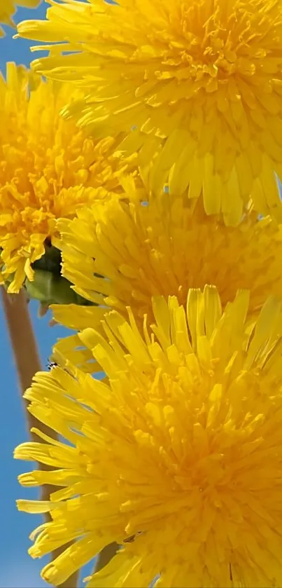Vibrant yellow dandelions against a blue sky.