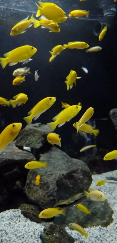 Bright yellow fish swim in an aquarium setting.