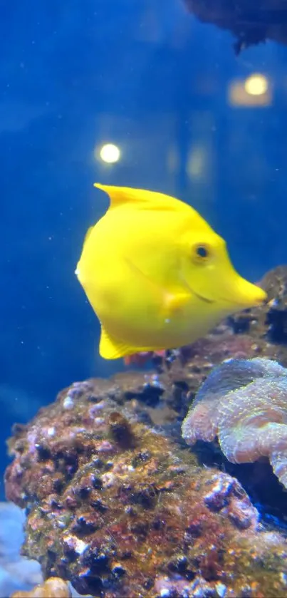 Bright yellow fish swimming in a vibrant coral reef.