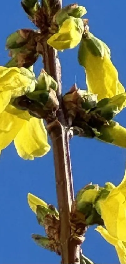 Yellow flowers against a bright blue sky wallpaper.