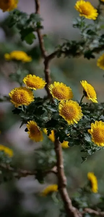 Yellow flowers with green leaves on a branch, creating a vibrant natural wallpaper.